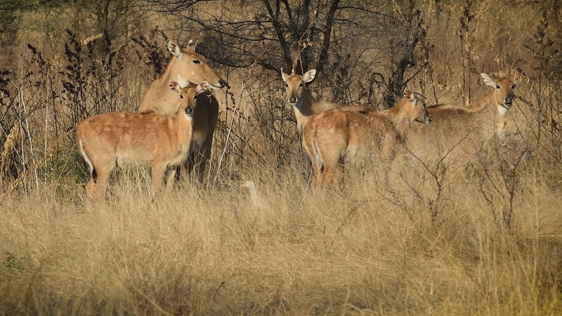 Bhainsrorgarh